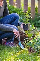 Femme plantant la vivace Agastache 'Black Adder'