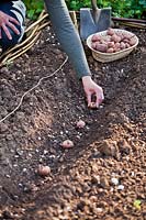 Femme plantant des pommes de terre de semence dans une tranchée.