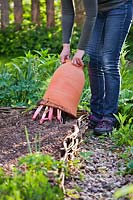 Femme levant une foreuse de rhubarbe en terre cuite pour exposer de nouvelles tiges pour la récolte.