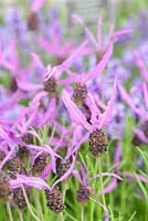 Lavandula pedunculata subsp. pedunculata - Lavande française - Synonymes Lavandula stoechas 'Butterfly', Lavandula stoechas 'Papillon' - RHS Chelsea Flower Show 2018