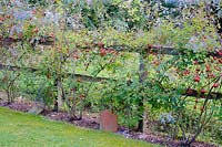 Clôture plantée de Rosa glauca et de clématite. Les carreaux de terre cuite sont placés sur les racines des clématites pour les garder au frais.