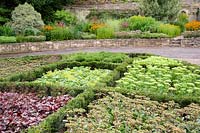 Jardin de noeuds de petites haies d'ifs avec sedums, heuchera et Alchemilla mollis, Wiltshire, England, UK