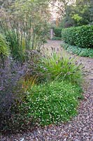 Le jardin de gravier à côté de la promenade comprend une plantation mixte d'herbes, de vivaces herbacées et d'arbustes - Shropshire, Royaume-Uni
