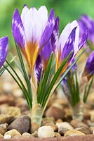 Crocus sieberi 'Hubert Edelsten' - Le crocus de Sieber 'Hubert Edelsten'