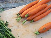 Enlever le feuillage des carottes récoltées lavées