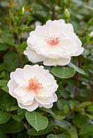 Rosa 'Starlight Symphony' - Rose de l'année 2019 - Herkness Roses - RHS Hampton Flower Show 2018