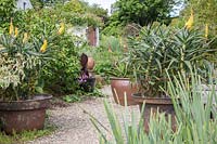 Pots de plantes succulentes sur la zone gravillonnée à Dyffryn Fernant, UK