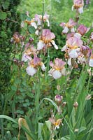 Iris barbu rose 'Benton Lorna' poussant à côté de Taxus baccata 'Fastigiata' syn. Taxus baccata 'Hibernica' If irlandais