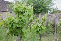 Petit vignoble, planté de Vitis 'Madeleine Angevine', dans un jardin médiéval reconstruit Le manoir Prebendal