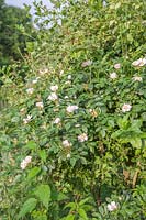 Rosa canina rose pâle et Lonicera periclymenum poussant à travers un néflier dans un jardin médiéval reconstruit Le Manoir Prebendal