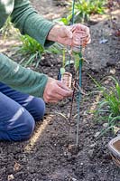 Femme appliquant une bobine de cuivre à la base d'une jeune plante de tournesol pour la protéger contre les dégâts des limaces et des escargots.