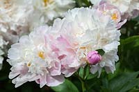 Paeonia lactiflora 'Catharina Fontijn'