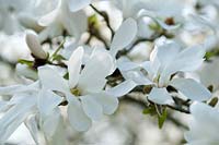 Magnolia loebneri x Merrill: mars, début du printemps.
