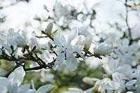 Magnolia loebneri x 'Merrill'