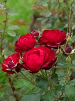 Rosa 'Souvenir'