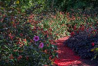 Combinaison de plantation rouge chaud. Avantgarden. Jardin du festival, jardin de la pensée. Festival des Jardins 2018, Chaumont sur Loire, France