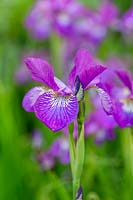 Iris siberica 'Rose pétillante'