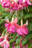 Fuchsia 'Rose de Danemark'