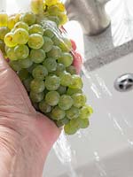 Personne lave des grappes de raisins verts récoltés dans l'évier.