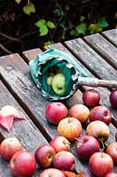 Pommes récoltées avec cueilleur de fruits.