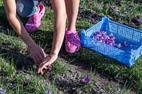 Personne cueillant des fleurs de Crocus sativus pour récolter le safran.
