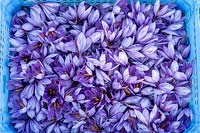 Récolte des fleurs de Crocus sativus pour récolter le safran.