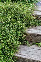 Muehlenbeckia complexa - lierre australien - poussant sur des marches de traverses de chemin de fer en bois.