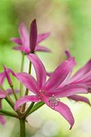 Nerine bowdenii Guernsey Lily