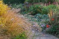 Pennisetum alopecuroides 'Cassian's Choice' fontaine chinoise