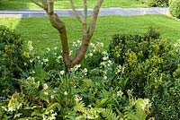 Plantation mixte avec Acer palmatum à plusieurs tiges, Ilex crenata, Buxus sempervirens, Brunnera, fougères et Narcisse 'Minnow' - The Landform Spring Garden - Ascot Spring Garden Show, 2018