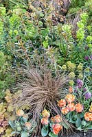 Parterre de fleurs au printemps avec Tulipa 'Orange Princess', Euphorbe et Carex à feuilles de bronze dans 'Un jardin pour toutes les saisons', Ascot Spring Garden Show, 2018