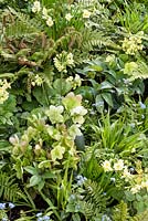 Plantation mixte avec fougères, hellébores, Primula elatior, Brunnera et Narcissus 'Minnow' - 'The Landform Spring' Garden - Ascot Spring Garden Show, 2018.