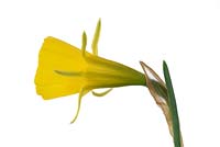Narcissus bulbocodium var. conspicuus - jonc jonquille jupon