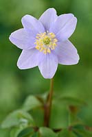 Anemone nemorosa 'Allenii' - Anémone des bois