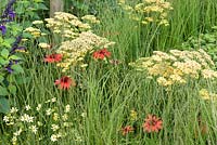 Achillea, Coreopsis, Echinacea et Salvia. 'Le meilleur des deux mondes', RHS Hampton Flower Show, 2018