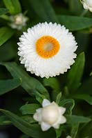 Xerochrysum bracteantha - fleur éternelle
