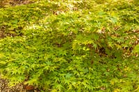 Acer palmatum 'Caperci Dwarf'