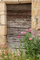 Vieille porte en bois usé avec Papaver somniferum auto-semé - Pavot à opium, France