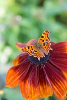 Polygonia c-album - Virgule papillon - sur fleur de rudbeckia.
