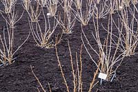 Avis de rangées fraîchement paillées de cassis - Ribes nigrum - à RHS Garden Wisley, Surrey, UK.