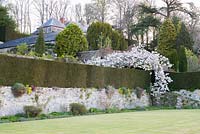 Murs de terrasse surmontés de Taxus baccata - couverture d'if avec cascade Prunus 'Taihaku' - cerisier blanc