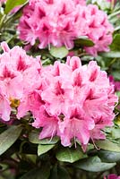 Rhododendron 'Cosmopolite'