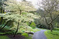 Cornus controversa 'Variegata' dans le jardin boisé. Holker Hall, Grange over Sands, Cumbria, Royaume-Uni.