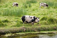 Les porcs et les moutons paissent au bord de la rivière. Heale House, Middle Woodford, Salisbury, Wilts, Royaume-Uni.