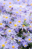 Aster x frikartii 'Monch '. The Oast House, Isfield, Sussex, Royaume-Uni