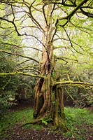 Metasequoia glyptostroboides - Séquoia à l'aube. Trewidden, Buryas Bridge, Penzance, Cornwall, UK