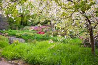 Prunus 'Shogetsu '. Lukesland, Harford, Ivybridge, Devon, Royaume-Uni.