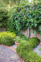 Vue du mur formé Ficus caria - figue - dans un jardin clos. Mill House, Netherbury, Dorset, Royaume-Uni