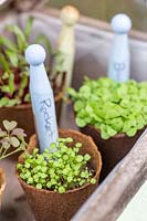 Microgreens en pots biodégradables en serre miniature