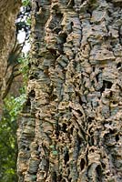 Écorce striée de Quercus suber - Chêne liège